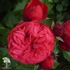 Роза чайно-гибридная Пиано фото 3 