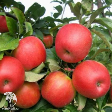 Фото Яблоня Хоней Крисп