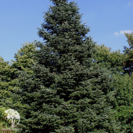 Пихта новогодняя Нордмана