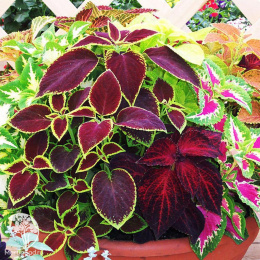 Колеус Блюме Смесь окрасок