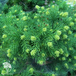Криптомерия японская Элеганс Виридис