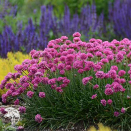 Армерия Луизианская (приморская)  серия Альпийская горка