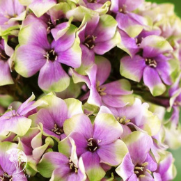 Флокс метельчатый Щербет Бленд