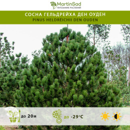 Сосна гельдрейха Ден Оуден