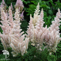 Астильба Арендса Бумальда