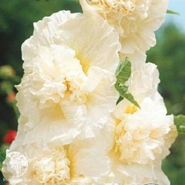 Шток-роза Медуница (кремовая)