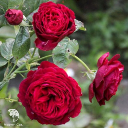 Роза Госпел