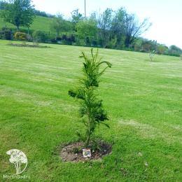 Криптомерия японская Кристата