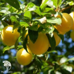 Сверхвыгодный комплект! Слива русская (алыча) Кубанская Комета + опылитель алыча Мара