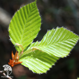  Бук городчатый