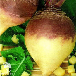 Брюква Новгородская