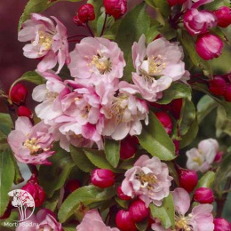 Яблоня декоративная Ван Еселтин