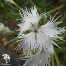 Гвоздика пышная Смесь окрасок