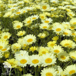 Пупавка гибридная Е.С.Бакстон