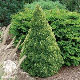 Ель канадская Рэйнбоуз Энд в контейнере