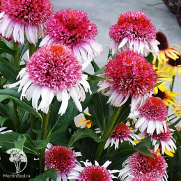 Эхинацея Строберри Энд Крим