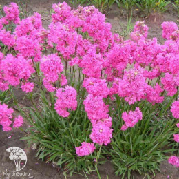 Лихнис альпийский (смолка), серия Альпийская горка