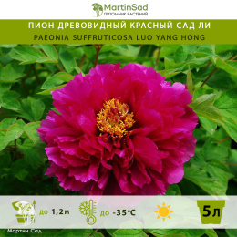 Пион древовидный Красный сад Ли