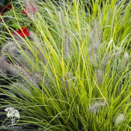 Gold Пеннисетум лисохвостный Хамелн Голд