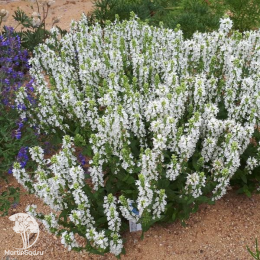 Набор для ароматной грядки шалфей Сенсейшен Медиум Уайт + Нью Дименшн Роуз + Карадонна