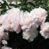  Пион молочноцветковый Мадам Кало фото 1 