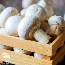 Шампиньон белый
