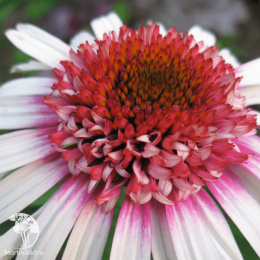 Эхинацея Строберри Энд Крим