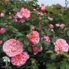 Роза чайно-гибридная Дамс де Шенонсо фото 2 