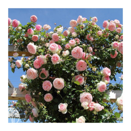 Роза плетистая Пьер де Ронсар