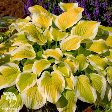 Фото Хоста Спринг Морнинг