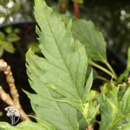 Ясень узколистный Хетерофилла Лациниата на штамбе