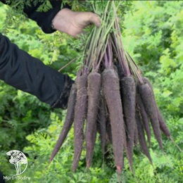 Морковь Пёрпл Сан F1