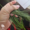 Сосна валлихиана фото 8 