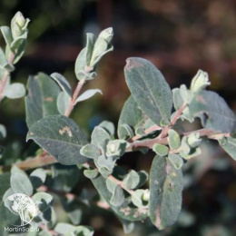 Ива ползучая Воортхойзен на штамбе