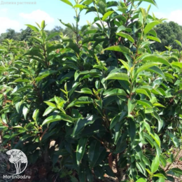 Лавровишня Ангустифолия