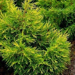 Можжевельник китайский Куривао Голд