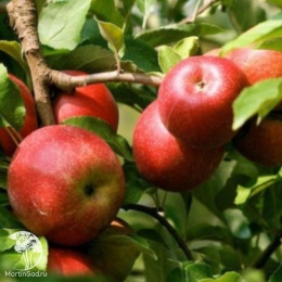 Яблоня Женева