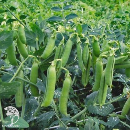 Горох овощной Каскад