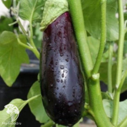Баклажан Саламандра