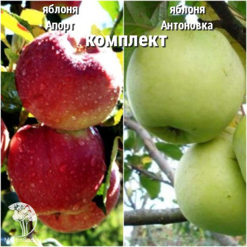 Фото Сверхвыгодный комплект! Яблоня Апорт + опылитель яблоня Антоновка