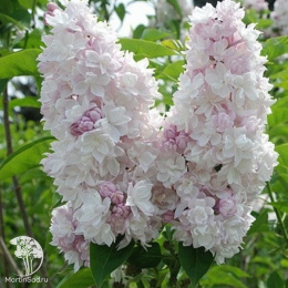 Сирень обыкновенная Красавица Москвы на штамбе