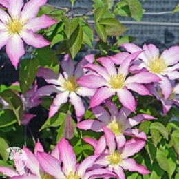 Клематис Фрау Сьюзан