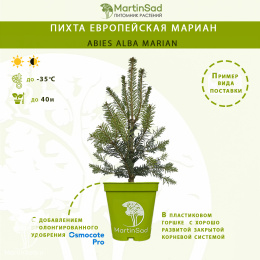 Пихта европейская Мариан