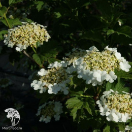 Калина обыкновенная Компактум на штамбе