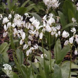 Додекатеон обыкновенный Али