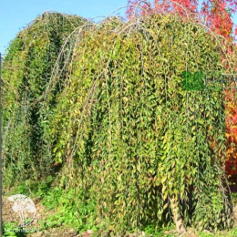 Вяз малый Пендула на штамбе