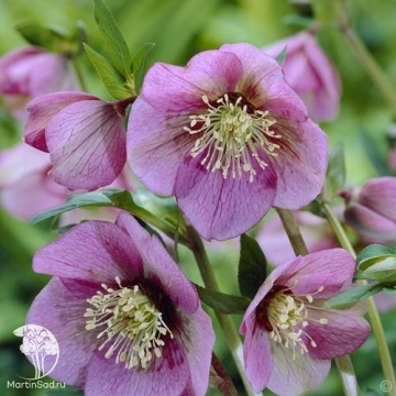 Фото Морозник восточный Пинк Леди