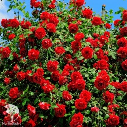 Роза плетистая красная (мелко-цветковая)