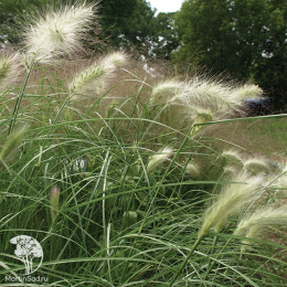 Пеннисетум мохнатый Флаффи
