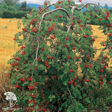 Фото Рябина обыкновенная Пендула на штамбе